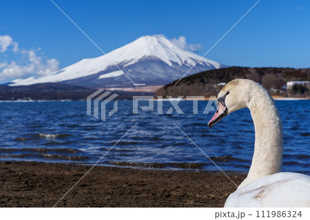 富士山と白鳥　山中湖平野の浜より 111986324
