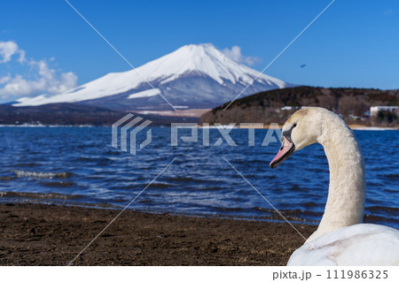 富士山と白鳥　山中湖平野の浜より 111986325