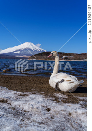 富士山と白鳥　山中湖平野の浜より 111986487