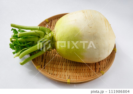 聖護院大根 111986804