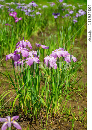 花菖蒲 111986806
