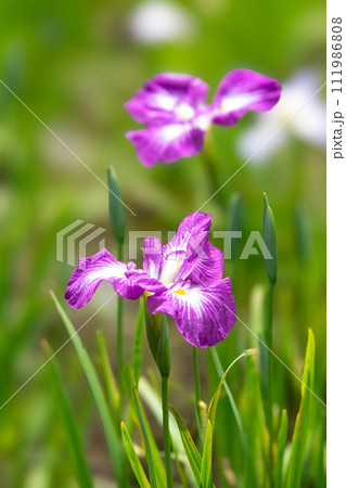 花菖蒲 111986808