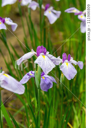 花菖蒲 花菖蒲 111986809