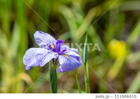 花菖蒲 花菖蒲 111986810