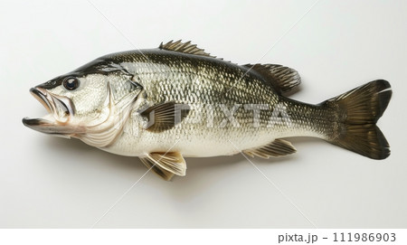 Isolated Largemouth Bass Fish Against White Isolated Largemouth Bass Fish Against White 111986903