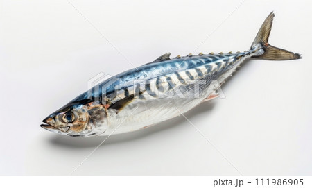 Whole Mackerel Fish Isolated on White Background 111986905