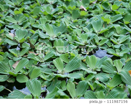 植物 工場 プランツ 111987156