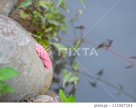 植物 工場 プランツ 111987163