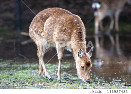 Vietnamese sika deer (Cervus nippon pseudaxis, Cervus hortulorum pseudaxis) Vietnamese sika deer (Cervus nippon pseudaxis, Cervus hortulorum pseudaxis) 111987488