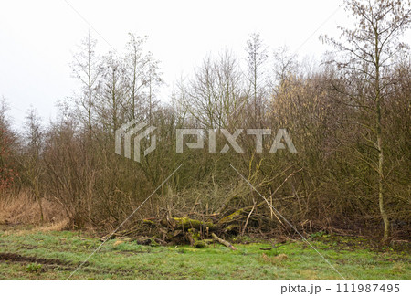 Pile of cut down trees, maintenance in nature Pile of cut down trees, maintenance in nature 111987495