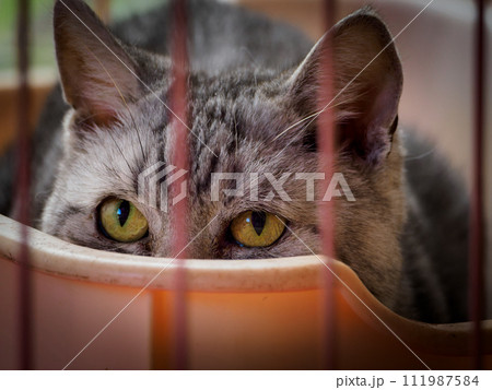 伏兵 111987584