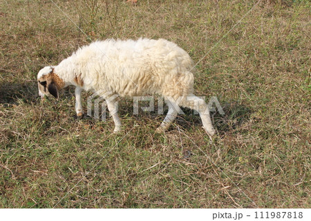 a sheep eating grass in a field a sheep eating grass in a field 111987818
