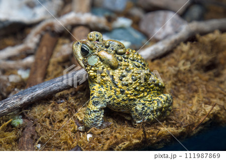 american toad big amphibian monster frog ecosystem 111987869