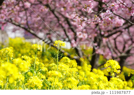 菜の花　桜 111987877