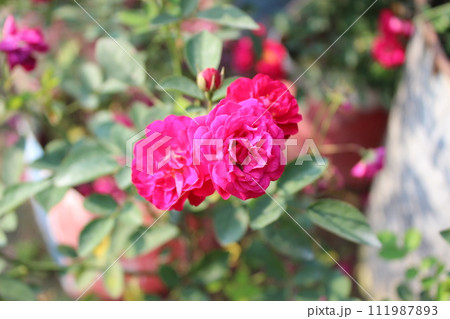a bunch of roses in the garden 111987893