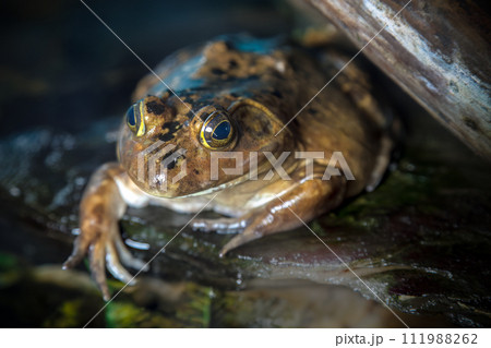 american bullfrog in the wild nature big yellow brown amphibian pond frog american bullfrog in the wild nature big yellow brown amphibian pond frog 111988262