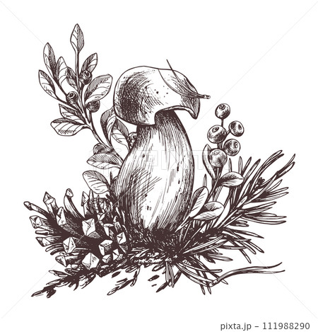 Forest porcini mushroom with larch, lingonberry, moss and cone. Graphic botanical illustration hand drawn in brown ink. For recipes, packaging, autumn festival, harvest. Isolated composition. Forest porcini mushroom with larch, lingonberry, moss and cone. Graphic botanical illustration hand drawn in brown ink. For recipes, packaging, autumn festival, harvest. Isolated composition. 111988290