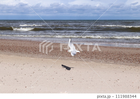 Flying seagull on the sea coast Flying seagull on the sea coast 111988344