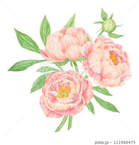 Peach peony bouquet watercolor hand drawn painting. Chinese national symbol illustration. Realistic flower clipart, floral arrangement for card design, wedding invitation, prints, textile, packing Peach peony bouquet watercolor hand drawn painting. Chinese national symbol illustration. Realistic flower clipart, floral arrangement for card design, wedding invitation, prints, textile, packing 111988475