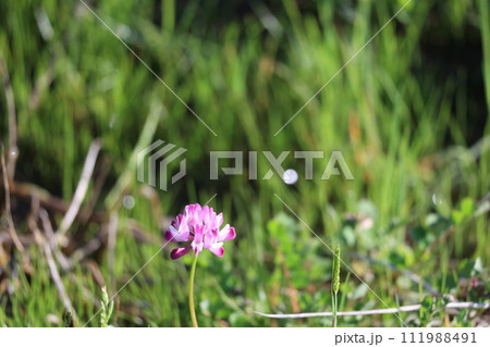 レンゲの花 111988491
