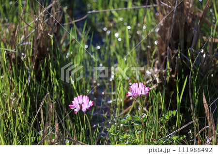 レンゲの花 111988492