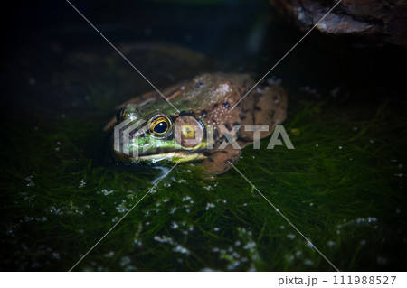 green frog in water pond nature animal in wildlife environment conservation amphibian green frog in water pond nature animal in wildlife environment conservation amphibian 111988527
