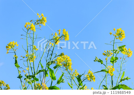 菜の花と青空 111988549