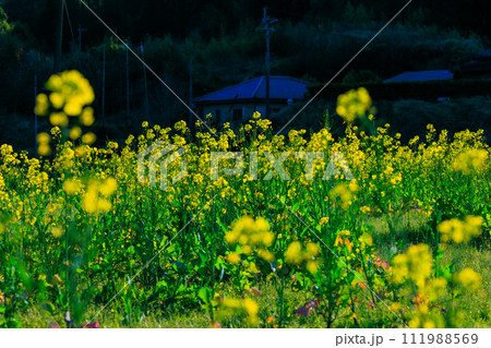 菜の花 111988569