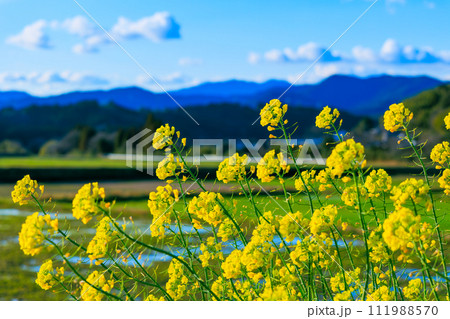 菜の花 111988570