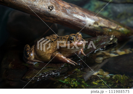 american bullfrog in the wild nature big yellow brown amphibian pond frog american bullfrog in the wild nature big yellow brown amphibian pond frog 111988575