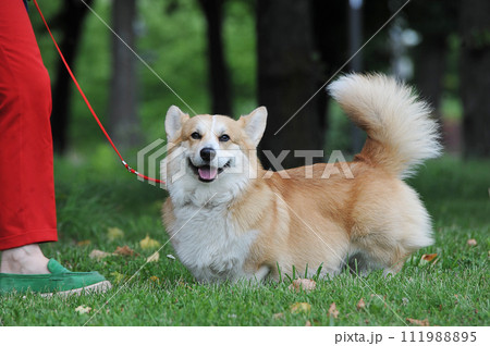 Welsh corgi Pembroke walks on a leash Welsh corgi Pembroke walks on a leash 111988895