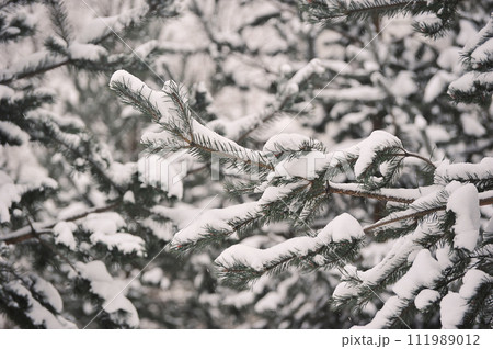 spruce branches covered with snow 111989012