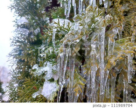Very long icicles on evergreen thuja branches close-up. Icicles from water ice on leaves of bush tree on winter day. Frozen branches. ice-covered coniferous plant. Nature background. Natural backdrop 111989704
