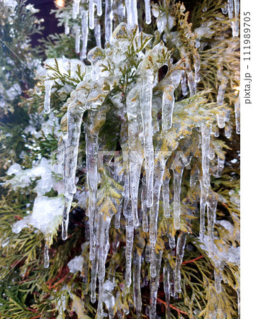Very long icicles on evergreen thuja branches close-up. Icicles from water ice on leaves of bush tree on winter day. Frozen branches. ice-covered coniferous plant. Nature background. Natural backdrop 111989705