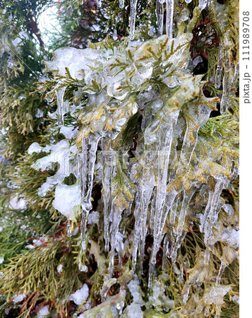 Very long icicles on evergreen thuja branches close-up. Icicles from water ice on leaves of bush tree on winter day. Frozen branches. ice-covered coniferous plant. Nature background. Natural backdrop 111989708