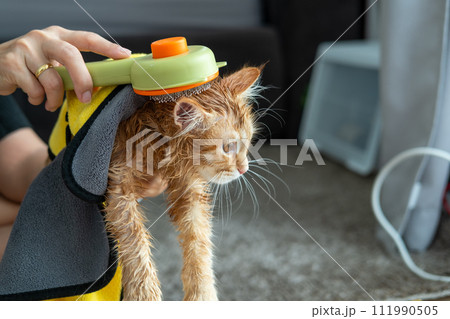 Woman's hand giving a dry bath to an orange cat in the house. Woman's hand giving a dry bath to an orange cat in the house. 111990505