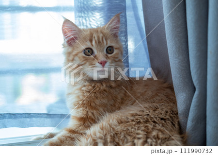 Cute orange kitten doing various poses 111990732