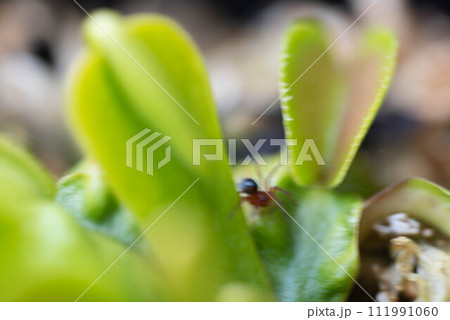 ハエトリソウ 111991060