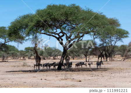Tanzania, Tarangire, Wildebeest, giraffes and zebra in the shade of a tree Tanzania, Tarangire, Wildebeest, giraffes and zebra in the shade of a tree 111991221