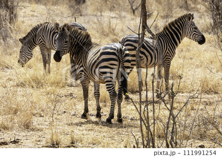 Tanzania, Tarangire, Three zebras in the savannah 111991254