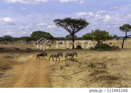 Tanzania, Tarangire, Two zebras and a wildebeest crossing the road in the Savanna 111991266