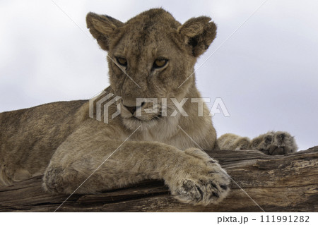 Tanzania, Tarangire, lion cub napping in a tree 111991282
