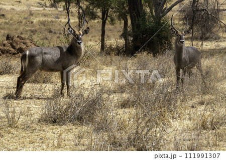 Tanzania, Tarangire, couple of Waterbuck in the savannah 111991307
