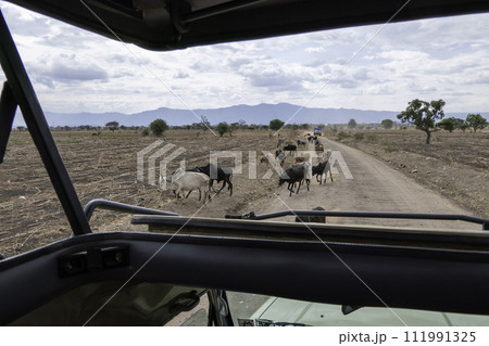 Tanzania, Tarangire, herd of cows, Masai cattle crossing the road 111991325
