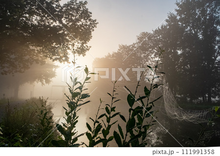Misty Dawn in a Tranquil Forest 111991358
