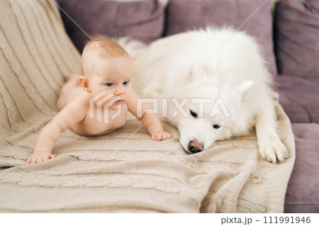 Front view of adorable infant baby lying on stomach together with dog of Samoyed breed on bed at home. Little child and lovely dog friendship. Pretty newborn child resting with pet. 111991946