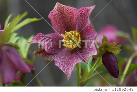 クリスマスローズの花 クリスマスローズの花 111992645