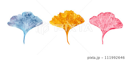 Imprints of autumn leaves in blue, golden, pink colors. Gingko leaf. Set isolated on white background. Ginkgo, palm, dry abstract leaves. Watercolor illustration of colorful leaf silhouettes Imprints of autumn leaves in blue, golden, pink colors. Gingko leaf. Set isolated on white background. Ginkgo, palm, dry abstract leaves. Watercolor illustration of colorful leaf silhouettes 111992646
