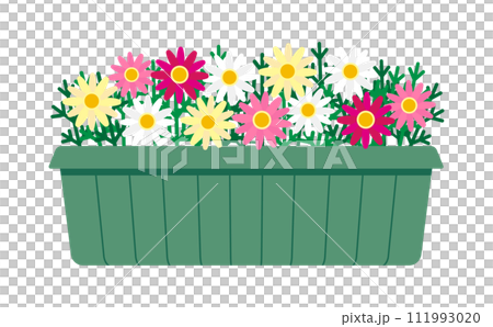 Illustration of colorful marguerites in a planter 111993020