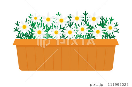 プランターに入った白のマーガレットのイラスト 111993022